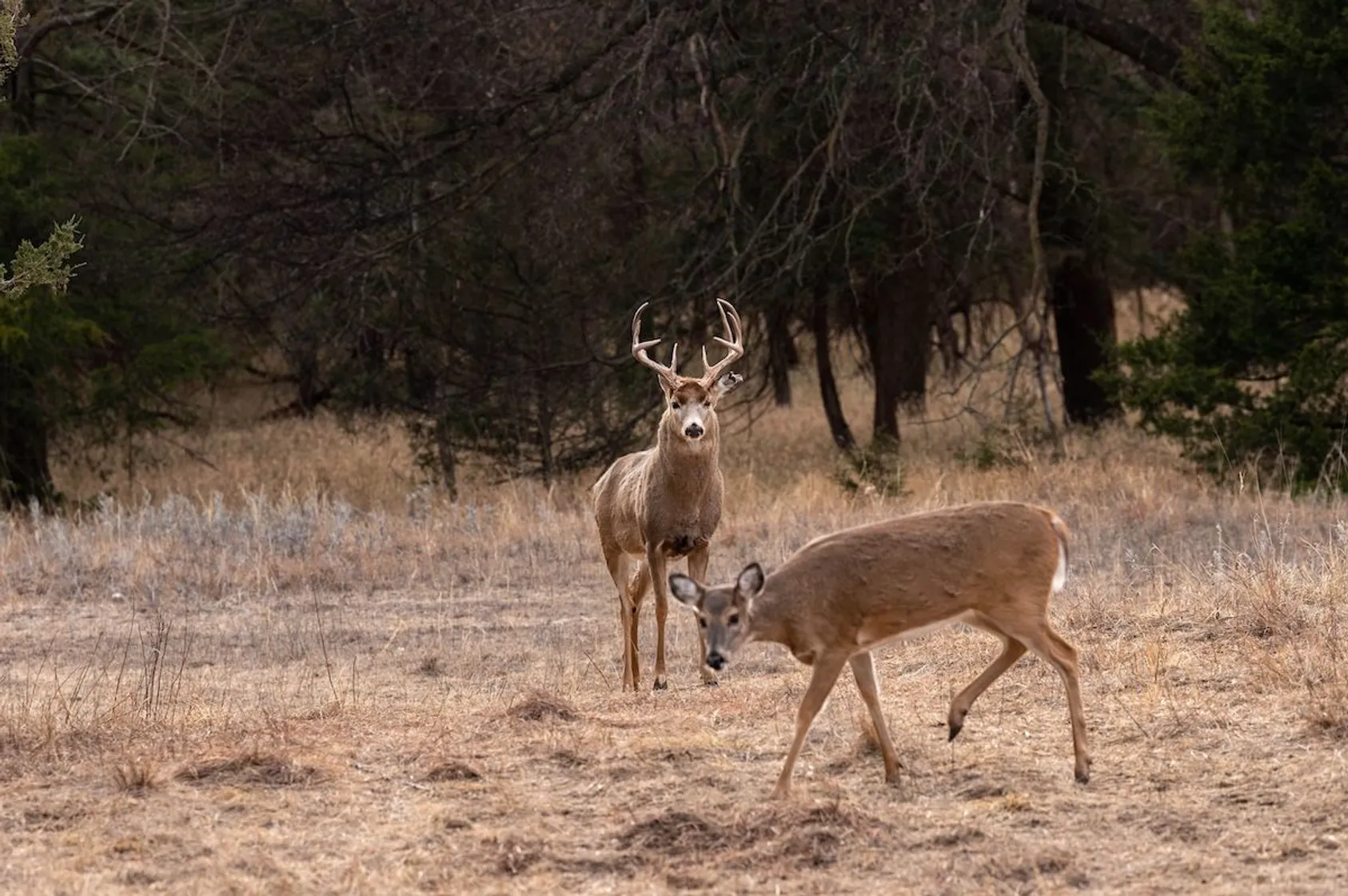 Creating a Wildlife Sanctuary on Your Property Featured Image